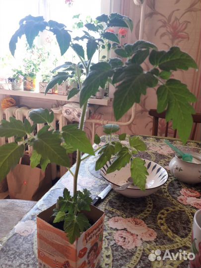 Рассада помидор черри