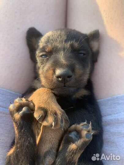 Щенки ягдтерьера