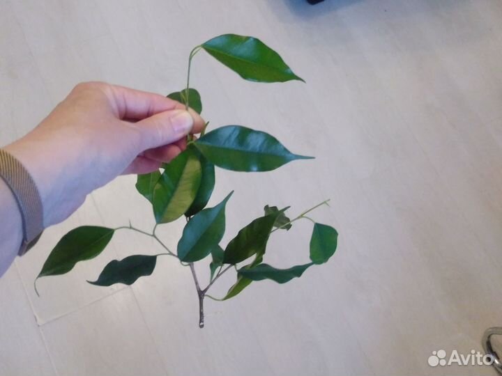 Фикус бенджамина