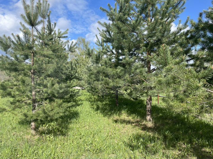 Дом 35 м² на участке 20 сот.