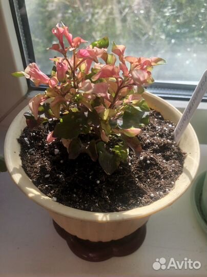 Альтернамтера