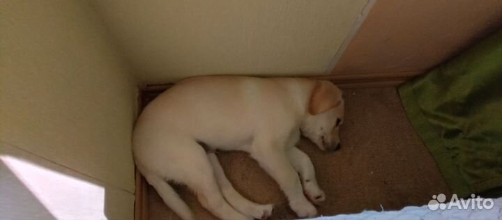 Собака в добрые руки отдам бесплатно