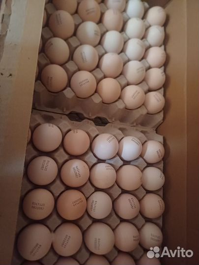 Продажа инкубационного яйца разных пород птиц