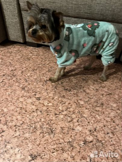 Продам кобеля порода йокширский терьер