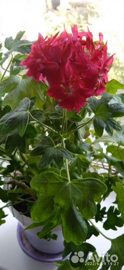 Пеларгония герань