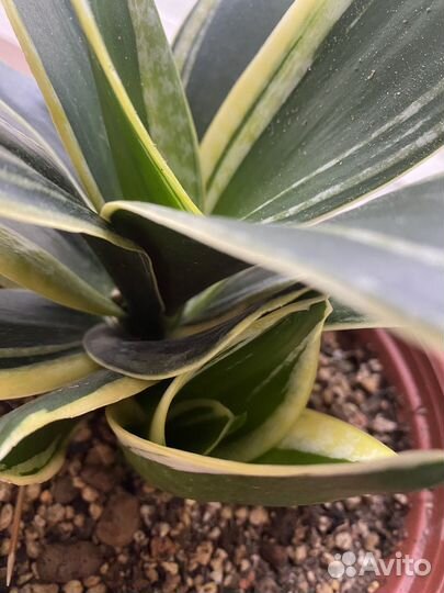 Сансевиерия ханни