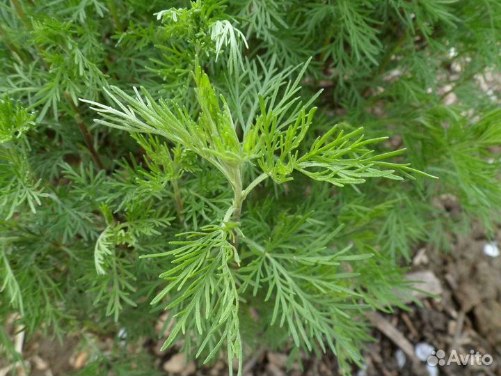 Многолетники, кусты декоративные, астра, полынь