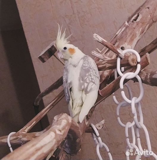 Птенец кореллы 5 месяцев, самка