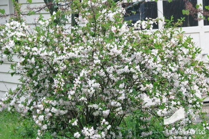 Декоративные кустарники элитных сортов для сада