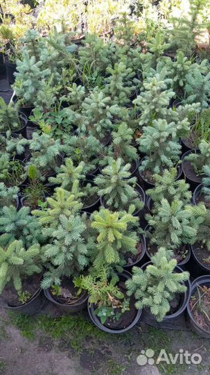 Ель голубая глаука