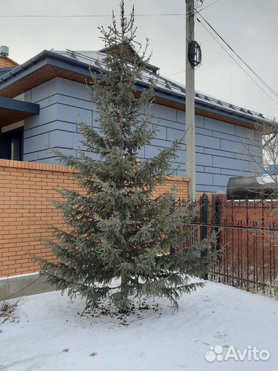 Саженцы плодовых деревьев