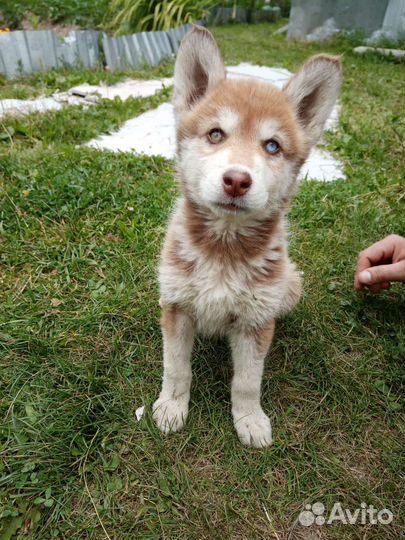 Щенки метисы в добрые руки