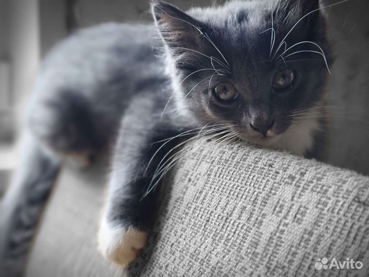 Кошечка ищет новый дом