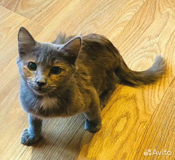 Котик, кот
