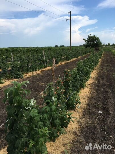 Маллина опт, розница, близко к городу