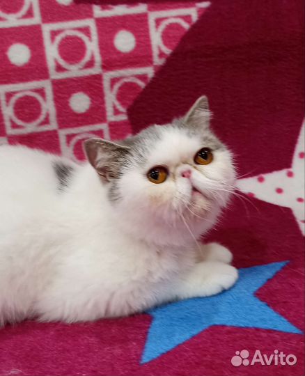 Дом для Фреи