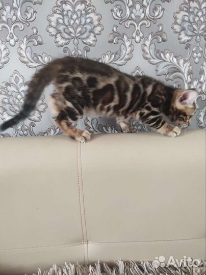 Бенгальский котик