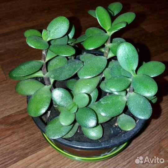 Crassula
