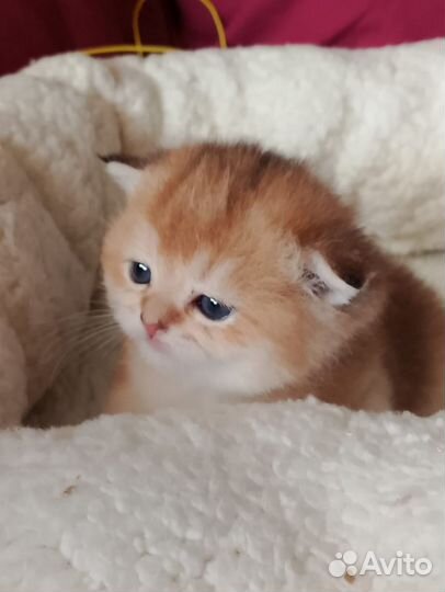 Апельсинки