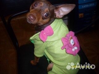 Пошив одежды для животных