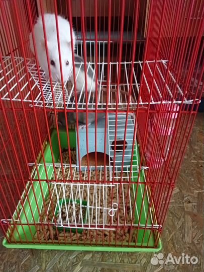 Крысы с клеткой