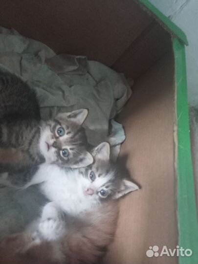 Котята в добрые руки мальчики