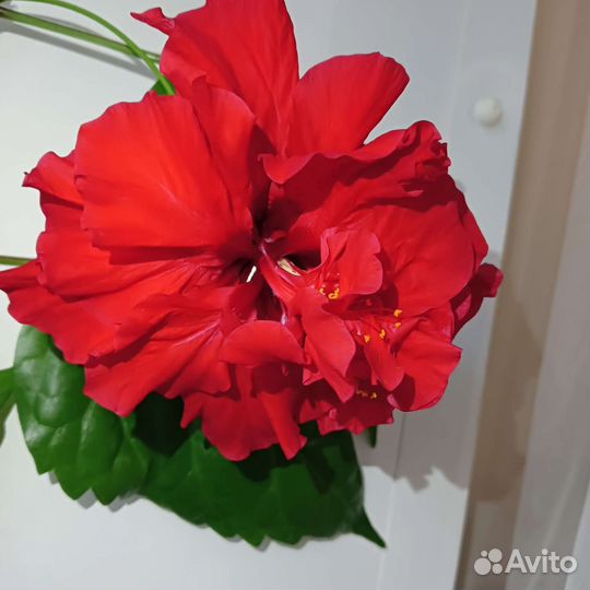 Гибискус(китайская роза)