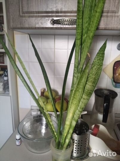 Сансевиерия