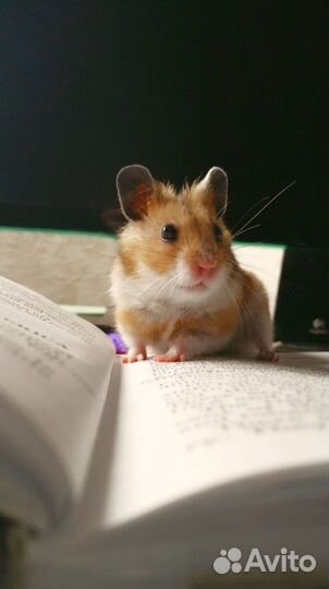 Передержка животных