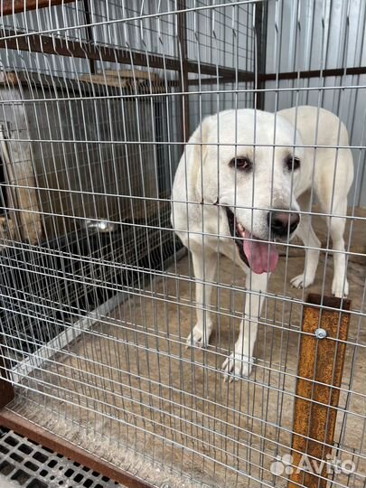 Алабай в дар