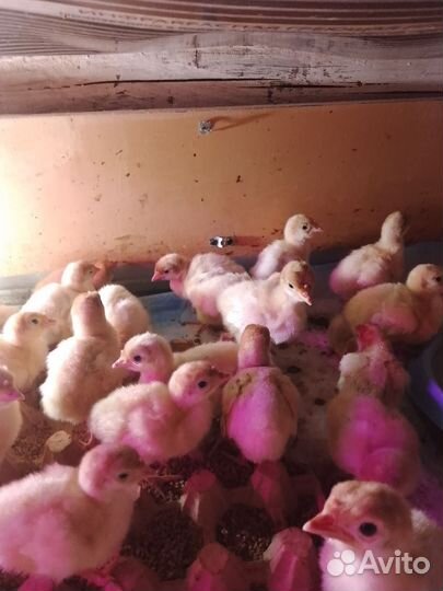 Индюшата биг 6