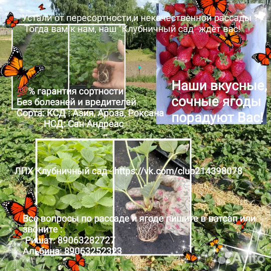 Рассада клубники