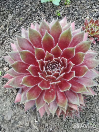 Почвопокровные растения