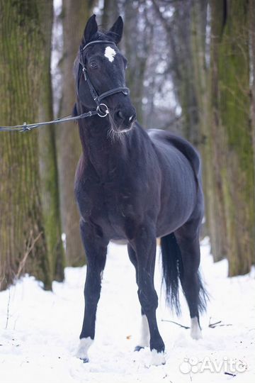Аренда спортивной лошади