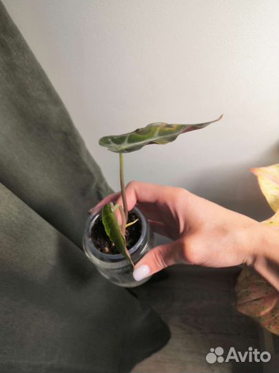 Алоказии взрослые и дети. Обновляемое