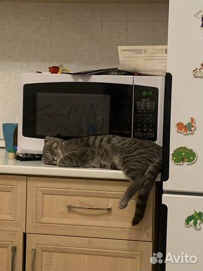 Отдам кота в добрые руки