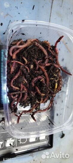 Навозный червь