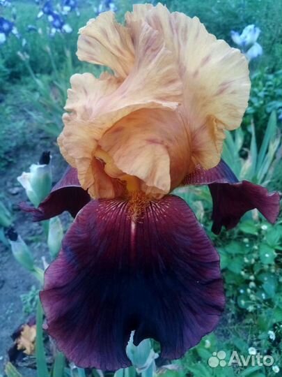Ирисы. сортовые