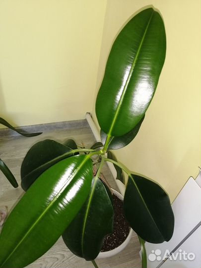 Фикус в большом горшке
