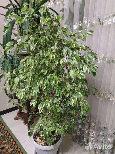 Фикус бенджамина пестролистный