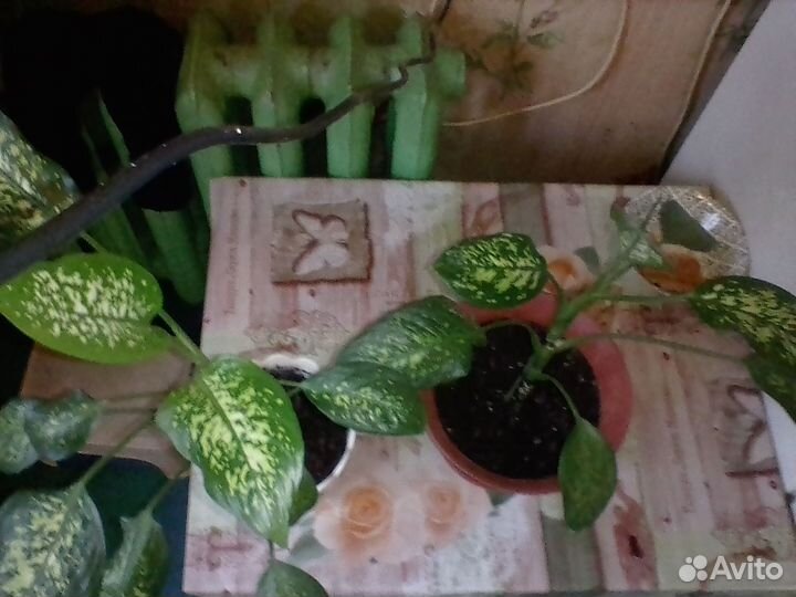 Диффенбахия