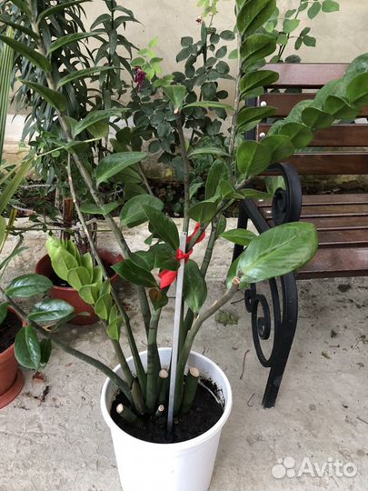 Замиокулькас