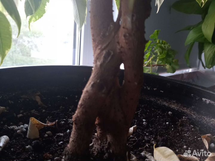 Фикус бенджамина пестролистный