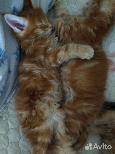 Котята мейн-кун