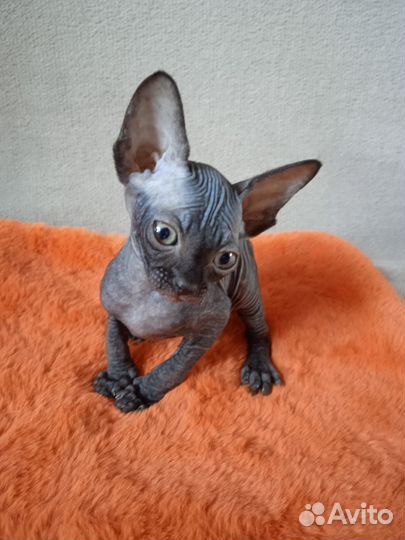 Канадский сфинкс котята