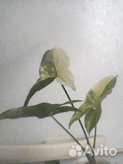 Сингониум -3