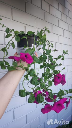 Петуния ампельная