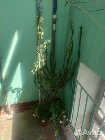 Комнатные растения