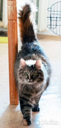 Кошечка в добрые руки