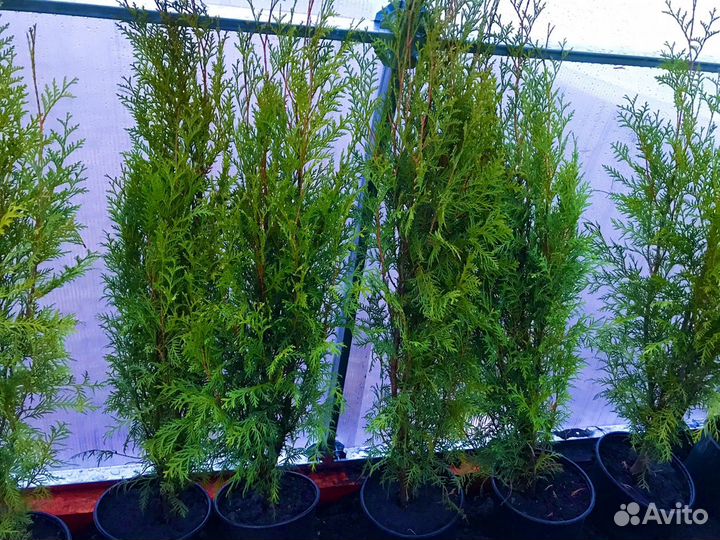 Саженцы плодовых, ягодных и декоративных культур